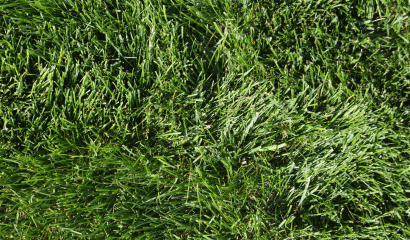 poa-pratensis