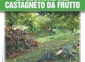 castagneto-da-frutto-vita-in-campagna-settembre-2024
