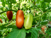 marzano-pomodori-orto