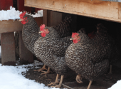 galline-neve