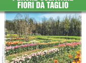 perché-coltivare-fogli-da-taglio