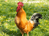 gallo-gallina