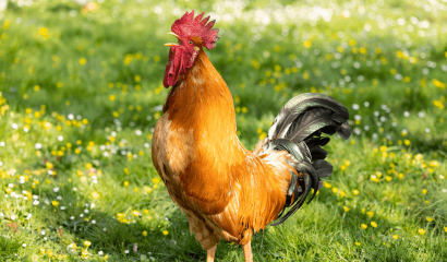 gallo-gallina