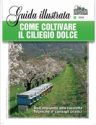 COME COLTIVARE IL CILIEGIO DOLCE