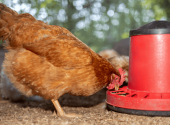 gallina-ovaiola-alimentazione