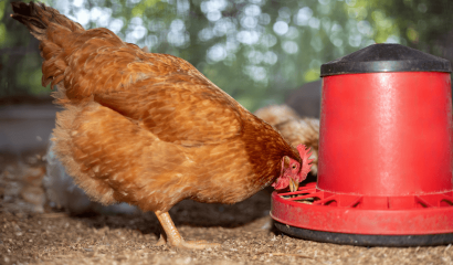 gallina-ovaiola-alimentazione