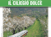 come-coltivare-il-ciliegio-dolce