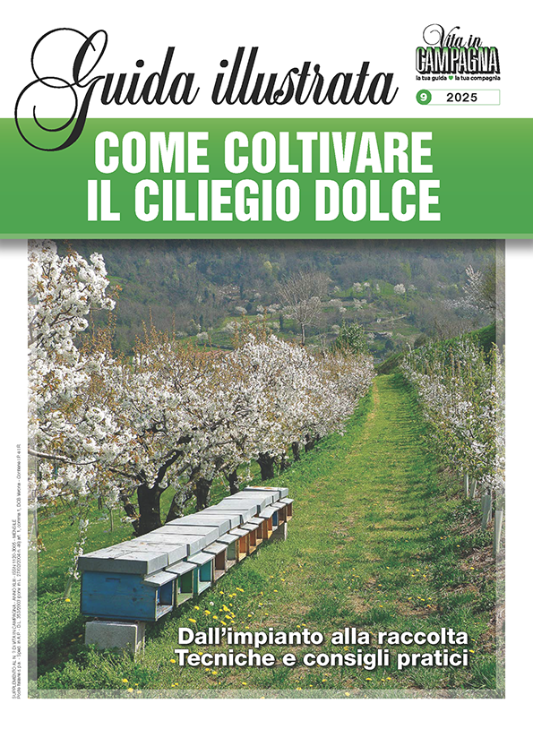 come-coltivare-il-ciliegio-dolce