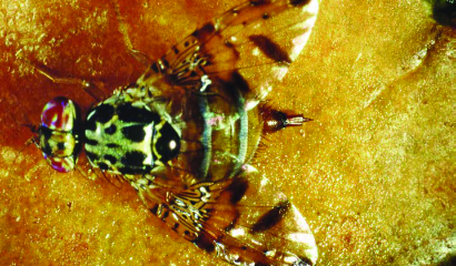 mosca-mediterranea-ceratitis-capitati