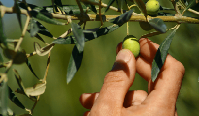 raccolta-olive-valutazione