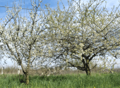 susino-europeo-cino-giapponese-confronto