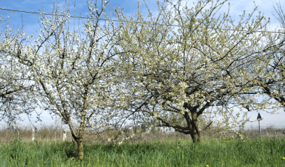 susino-europeo-cino-giapponese-confronto