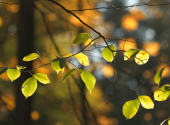 betulla-autunno