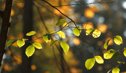 betulla-autunno