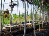 piante-alberi-vaso-vivaio