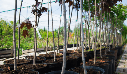 piante-alberi-vaso-vivaio