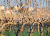 vigneto-inverno-tralci-spogli