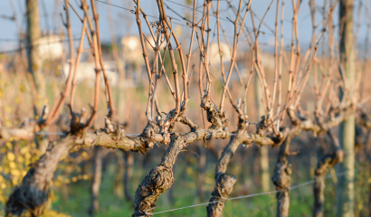 vigneto-inverno-tralci-spogli