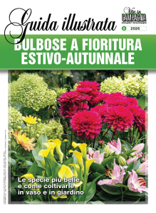 bulbose-fioritura-estivo-autunnale-febbraio-2026