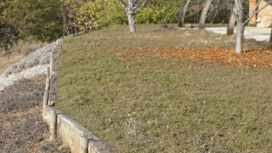 lippia-nodiflora-canescens-inverno