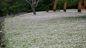 lippia-nodiflora-canescens-primavera-estate