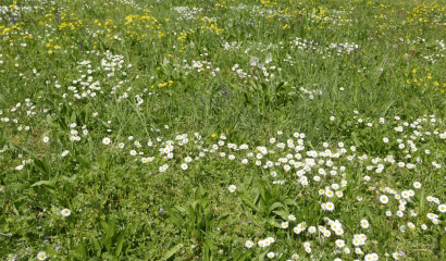 prato-rustico-erbacee-selvatiche