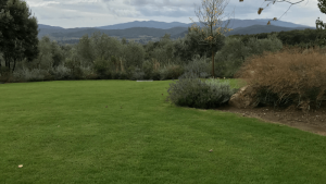 zoysia-tenuifolia-estate