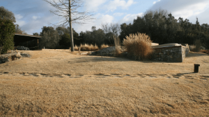 zoysia-tenuifolia-inverno