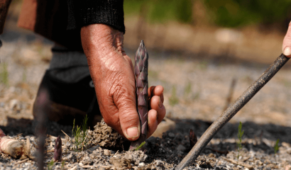 asparago-violetto-albenga