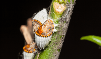 Cocciniglie sugli agrumi: come prevenire e intervenire con l’olio di soia