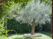 olivo-giardino-siepe