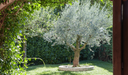 olivo-giardino-siepe