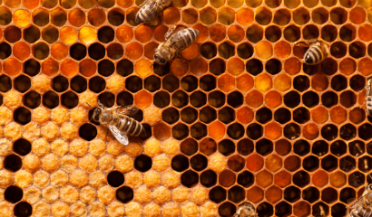 polline-favo-pane-api