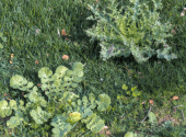 giardino-erbe-infestanti