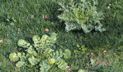 giardino-erbe-infestanti