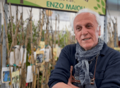 maioli