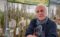 maioli