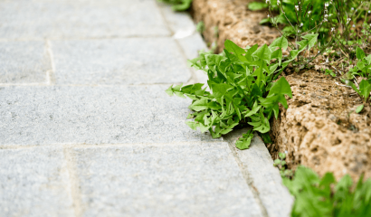 vialetto-erbe-infestanti