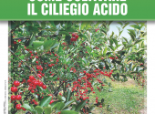 1a_cop_n0926gui